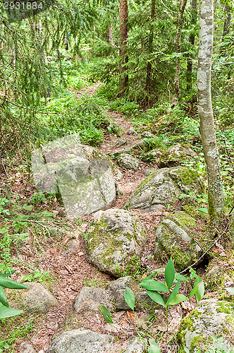 Image of Path in the forest