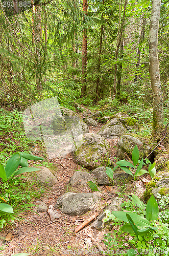 Image of Path in the forest