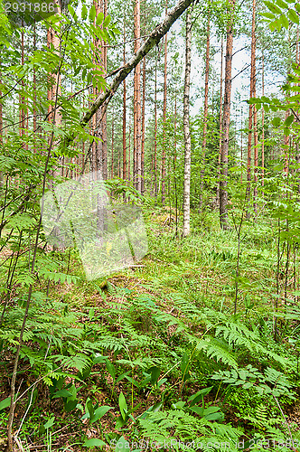 Image of Forest