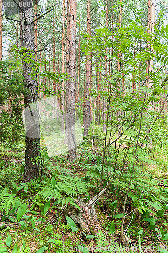 Image of Outdoors