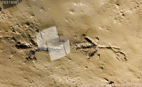 Image of Pheasant footprint