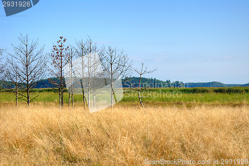 Image of Wetland