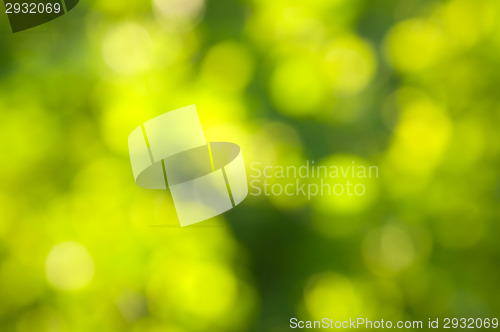 Image of Forest