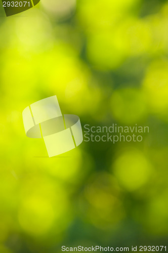 Image of Forest