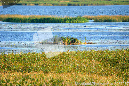 Image of Wetland