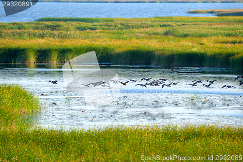 Image of Birds