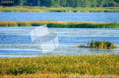 Image of Wetland