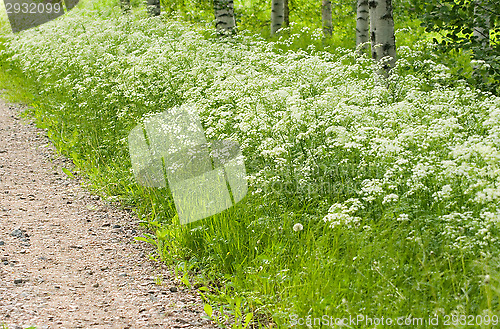 Image of Dirt road