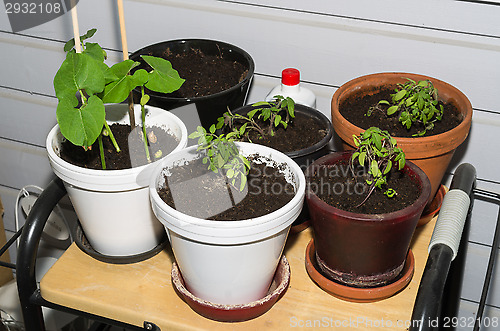 Image of Seedlings