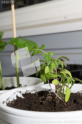 Image of Seedlings