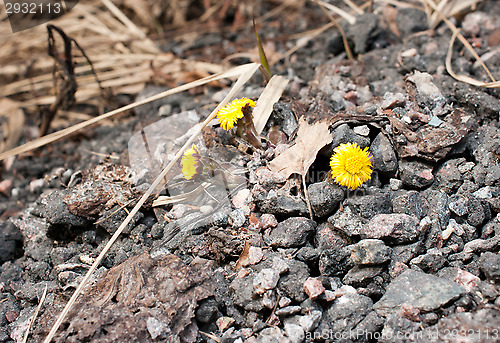 Image of Coltsfoot