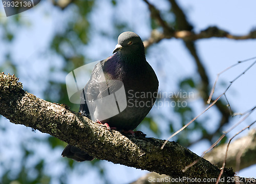 Image of Pigeon