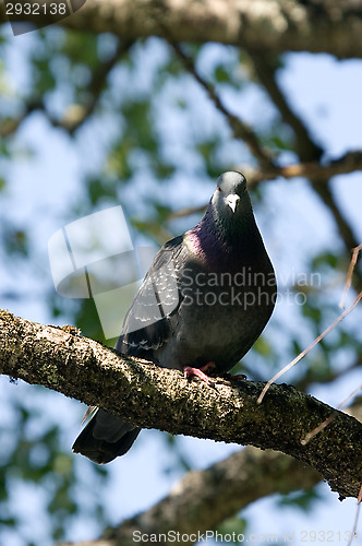 Image of Columba palumbus