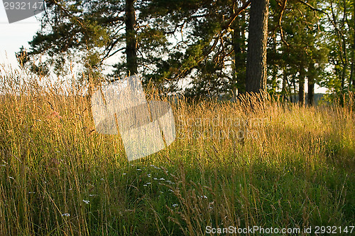 Image of Forest