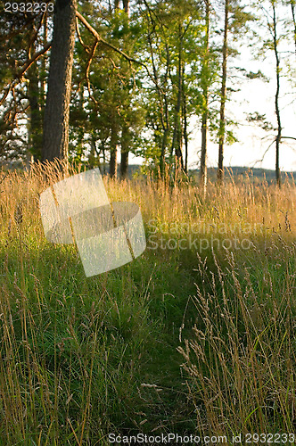 Image of Path in the forest