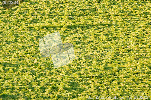 Image of Hay field