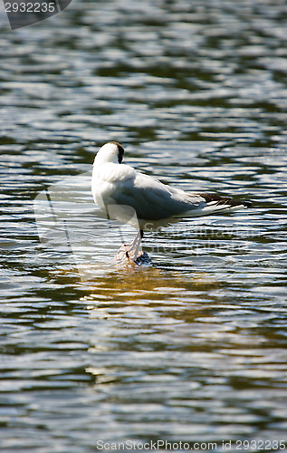 Image of Gull