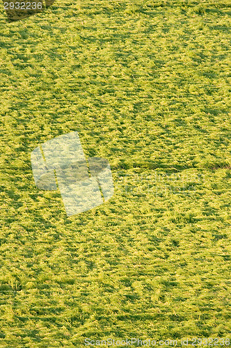 Image of Hay field