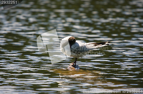 Image of Gull