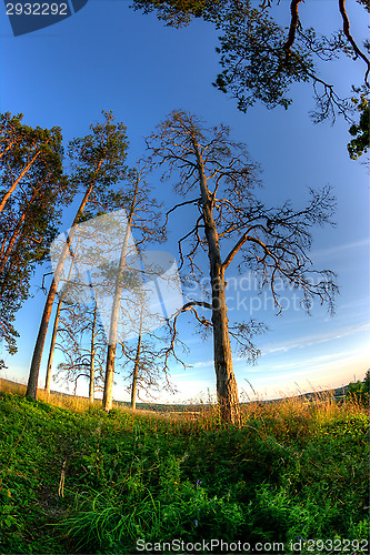 Image of Landscape