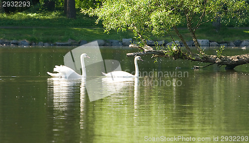 Image of Swans