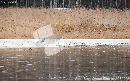 Image of Ardea cinerea