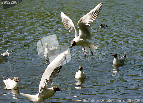 Image of Gulls