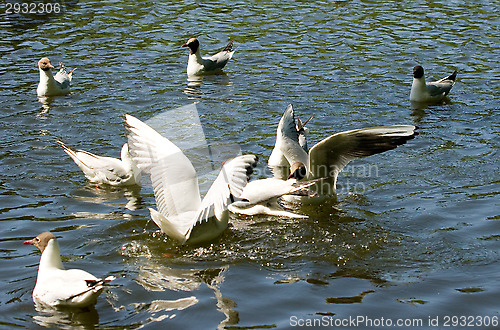 Image of Gulls