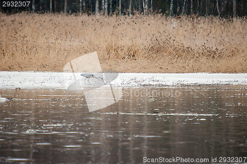 Image of Ardea cinerea