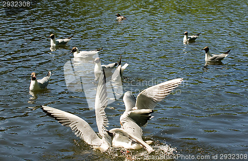 Image of Gulls