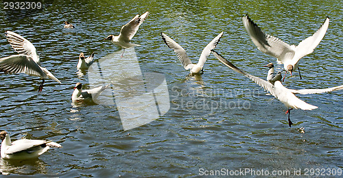 Image of Gulls