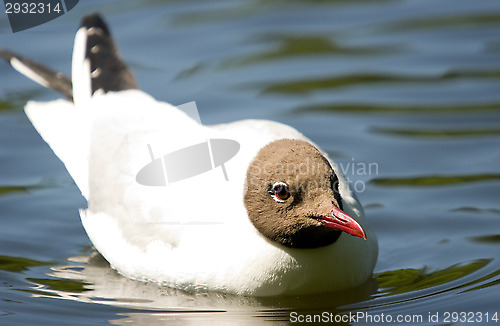 Image of Gull