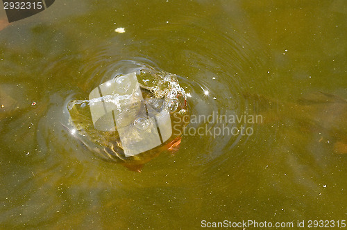 Image of Fish