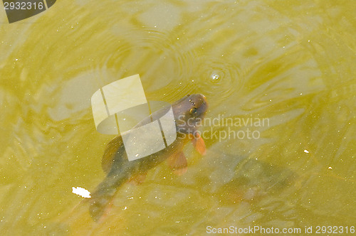 Image of Fish