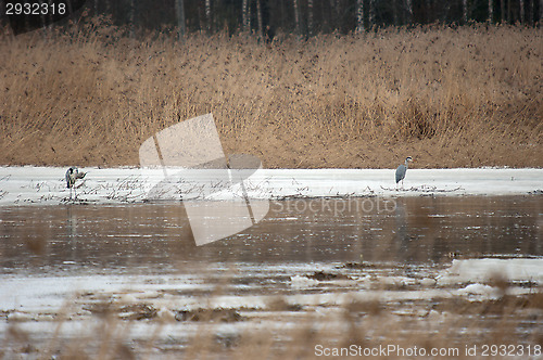 Image of Ardea cinerea