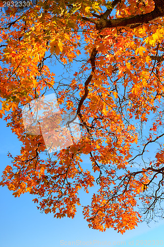 Image of Fall colors