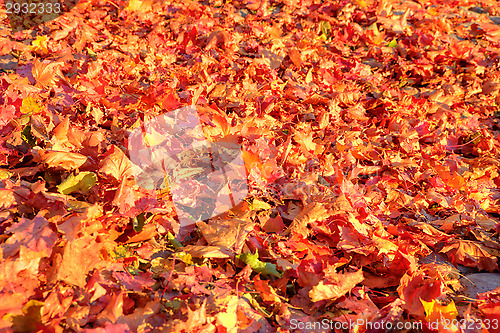 Image of Maple leafs