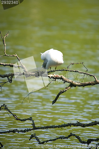 Image of Larus argentatus