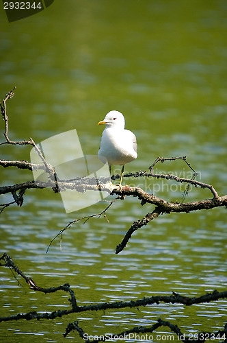 Image of Herring gull