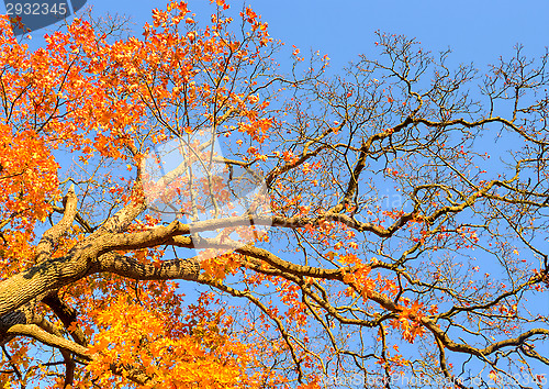 Image of Autumn colors