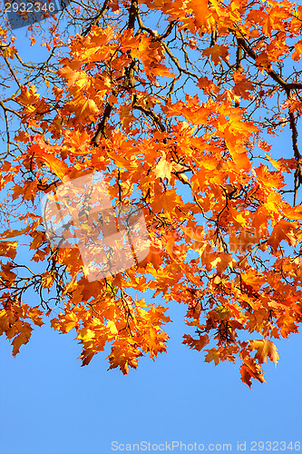 Image of Maple