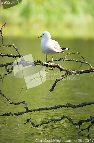 Image of Herring gull