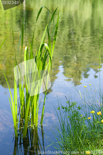 Image of Summer