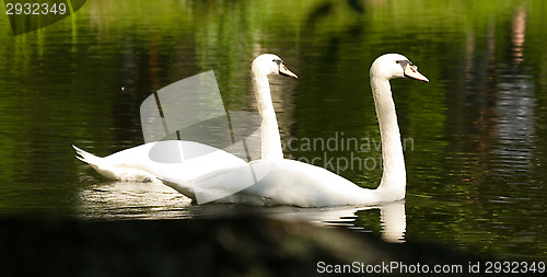 Image of Swans