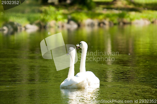 Image of Swans