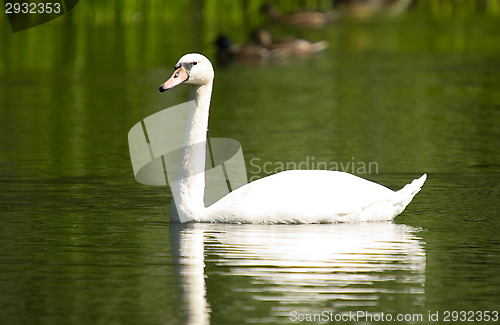 Image of Swan