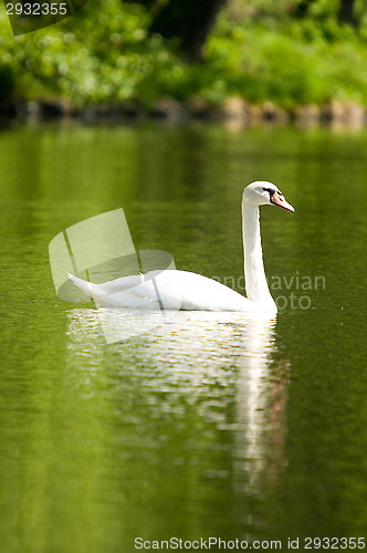 Image of Swan