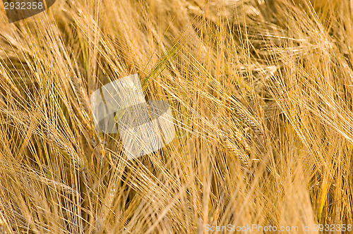 Image of Wheatfield