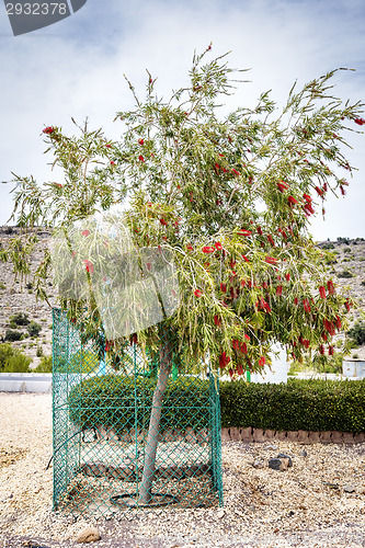 Image of Bottlebrush Saiq Plateau