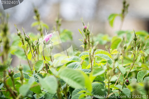 Image of Roses on Saiq Plateau